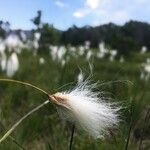 Eriophorum gracile flower picture by margue dav (cc-by-sa)