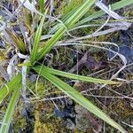 Carex colchica leaf picture by basia gajda (cc-by-sa)