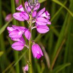 Polygala nicaeensis flower picture by Martin Bishop (cc-by-sa)