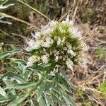 Echium brevirame flower picture by Dieter Schwartz (cc-by-sa)