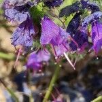 Echium arenarium flower picture by Antoine Ambard (cc-by-sa)