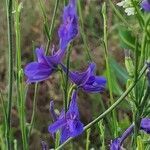 Delphinium verdunense flower picture by español Pilar (cc-by-sa)