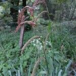 Carex pendula flower picture by Simone Schindler (cc-by-sa)