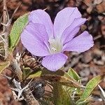 Barleria delamerei flower picture by susan brown (cc-by-sa)