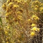 Carlina corymbosa habit picture by Thraska Wey (cc-by-sa)