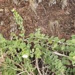 Capparis cartilaginea habit picture by susan brown (cc-by-sa)