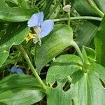 Commelina diffusa flower picture by susan brown (cc-by-sa)