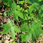 Astrantia carniolica leaf picture by Jani Zadrgal (cc-by-sa)