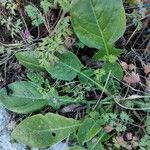 Rumex pulcher leaf picture by Anais Iafrate (cc-by-sa)