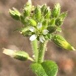 Cerastium diffusum flower picture by mvminn (cc-by-sa)