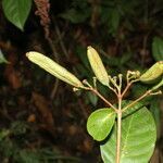 Ferdinandusa panamensis fruit picture by Nelson Zamora Villalobos (cc-by-nc)