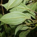 Miconia biperulifera leaf picture by Nelson Zamora Villalobos (cc-by-nc)