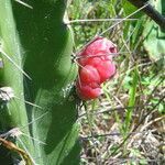 Cereus fernambucensis fruit picture by Renato Lima (cc-by-nc-sa)