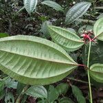 Miconia lateriflora leaf picture by SINAC Pérez Greivin (cc-by-sa)