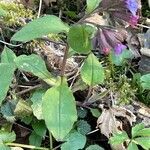 Pulmonaria obscura habit picture by Alain Cervantes (cc-by-sa)