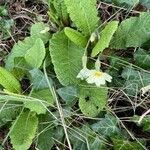 Primula vulgaris habit picture by David Hocken (cc-by-sa)