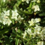 Galium pseudohelveticum flower picture by Pascal Ollagnier (cc-by-sa)