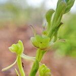 Liparis disepala flower picture by Richard Chesher (cc-by-sa)