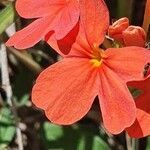 Crossandra massaica flower picture by susan brown (cc-by-sa)