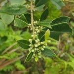 Ilex coriacea fruit picture by Paris B (cc-by-sa)