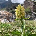 Dactylorhiza sambucina flower picture by gainza javier (cc-by-sa)