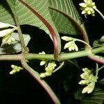 Hoffmannia arborescens flower picture by Nelson Zamora Villalobos (cc-by-nc)