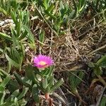 Carpobrotus edulis habit picture by Lucas Hernandez (cc-by-sa)