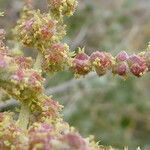 Atriplex halimus fruit picture by Llandrich anna (cc-by-sa)