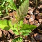 Castanea pumila leaf picture by lisa swafford (cc-by-sa)