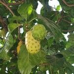 Morinda citrifolia fruit picture by Quentin Maillard (cc-by-sa)