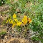 Crotalaria laburnifolia habit picture by susan brown (cc-by-sa)