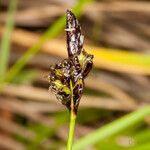 Carex montana fruit picture by Martin Bishop (cc-by-sa)