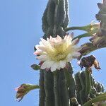 Cereus hildmannianus flower picture by Muzzachiodi Norberto (cc-by-sa)