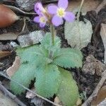 Arabis verna habit picture by Sergio costantini (cc-by-sa)