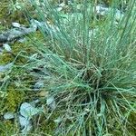 Festuca marginata leaf picture by bas yves (cc-by-sa)