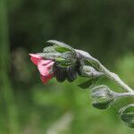 Cynoglossum montanum flower picture by Emanuele Santarelli (cc-by-sa)