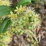 Boscia mossambicensis flower picture by bimbi bimbi (cc-by-sa)