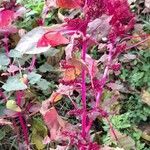 Amaranthus cruentus habit picture by Trap Hers (cc-by-sa)