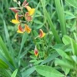 Crotalaria pumila flower picture by erick cuevas (cc-by-sa)