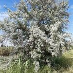 Elaeagnus angustifolia habit picture by El Mojito (cc-by-sa)