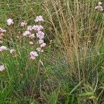 Armeria arenaria habit picture by Jean-Marie Frenoux (cc-by-sa)