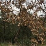 Quercus pubescens habit picture by emma foulon (cc-by-sa)