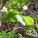 Trillium simile habit picture by Maarten Vanhove (cc-by-sa)