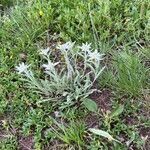 Leontopodium nivale habit picture by Pierre BOUTHORS (cc-by-sa)