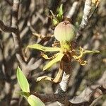 Euphorbia balsamifera fruit picture by joselu_4 (cc-by-sa)