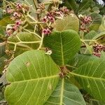 Anacardium occidentale leaf picture by Adilson Ramos (cc-by-sa)