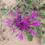 Centaurea sphaerocephala flower picture by silvana_29 (cc-by-sa)