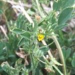 Medicago scutellata flower picture by Valter Di Cecco (cc-by-sa)