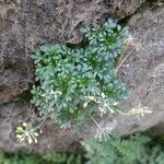 Hornungia alpina habit picture by Alain Bigou (cc-by-sa)