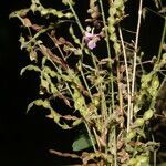 Desmodium procumbens flower picture by Nelson Zamora Villalobos (cc-by-nc)